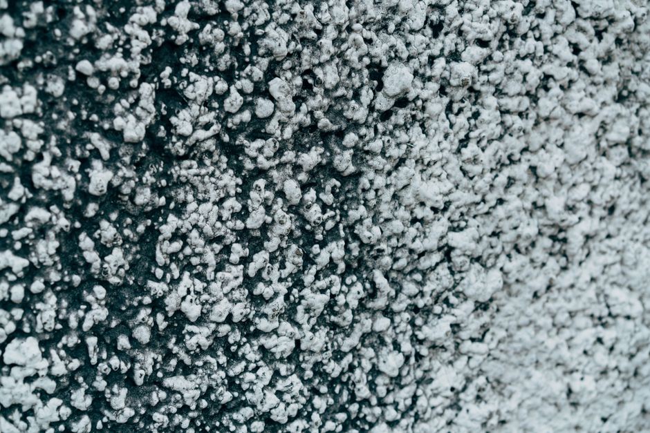 Cegły z grzybni (mycelium) – ekologiczna alternatywa, która rośnie w laboratorium