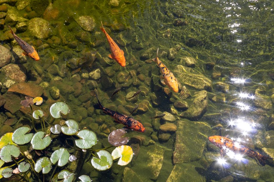 Glony w oczku wodnym – jak zachować krystalicznie czystą wodę w naturalny sposób?